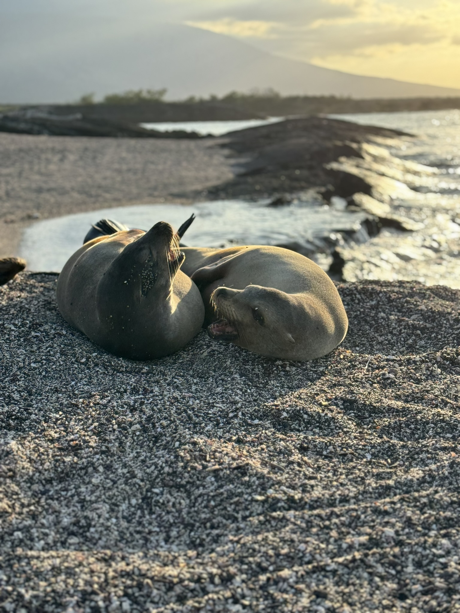 The Galapagos Islands